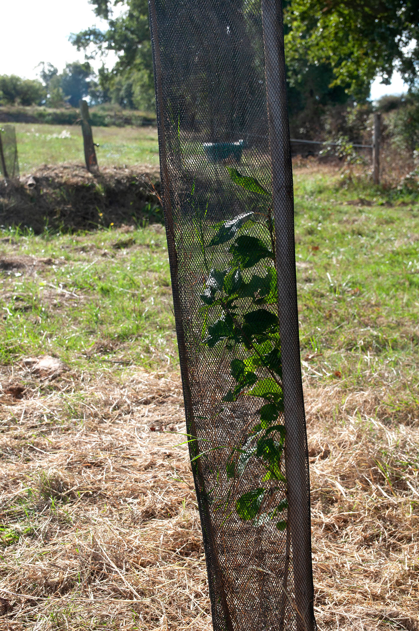 Plantation et valorisation du bocage Contrat Territorial Eau Chère Don Isac 2020-2022